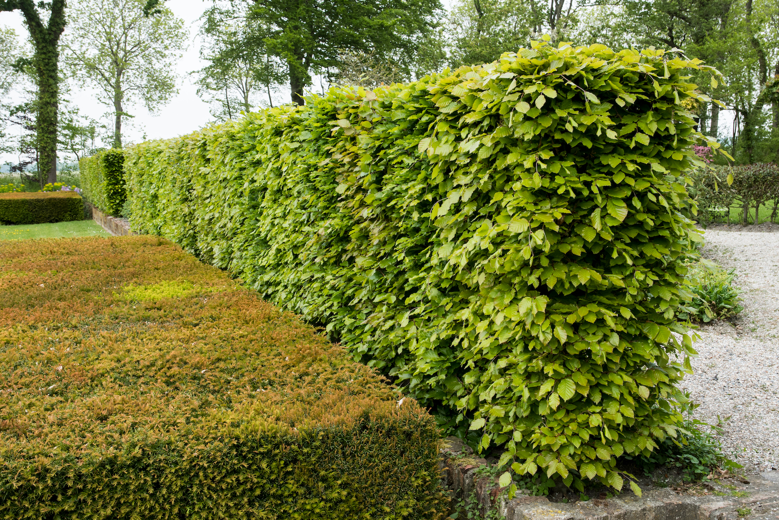 groene beukenhaag